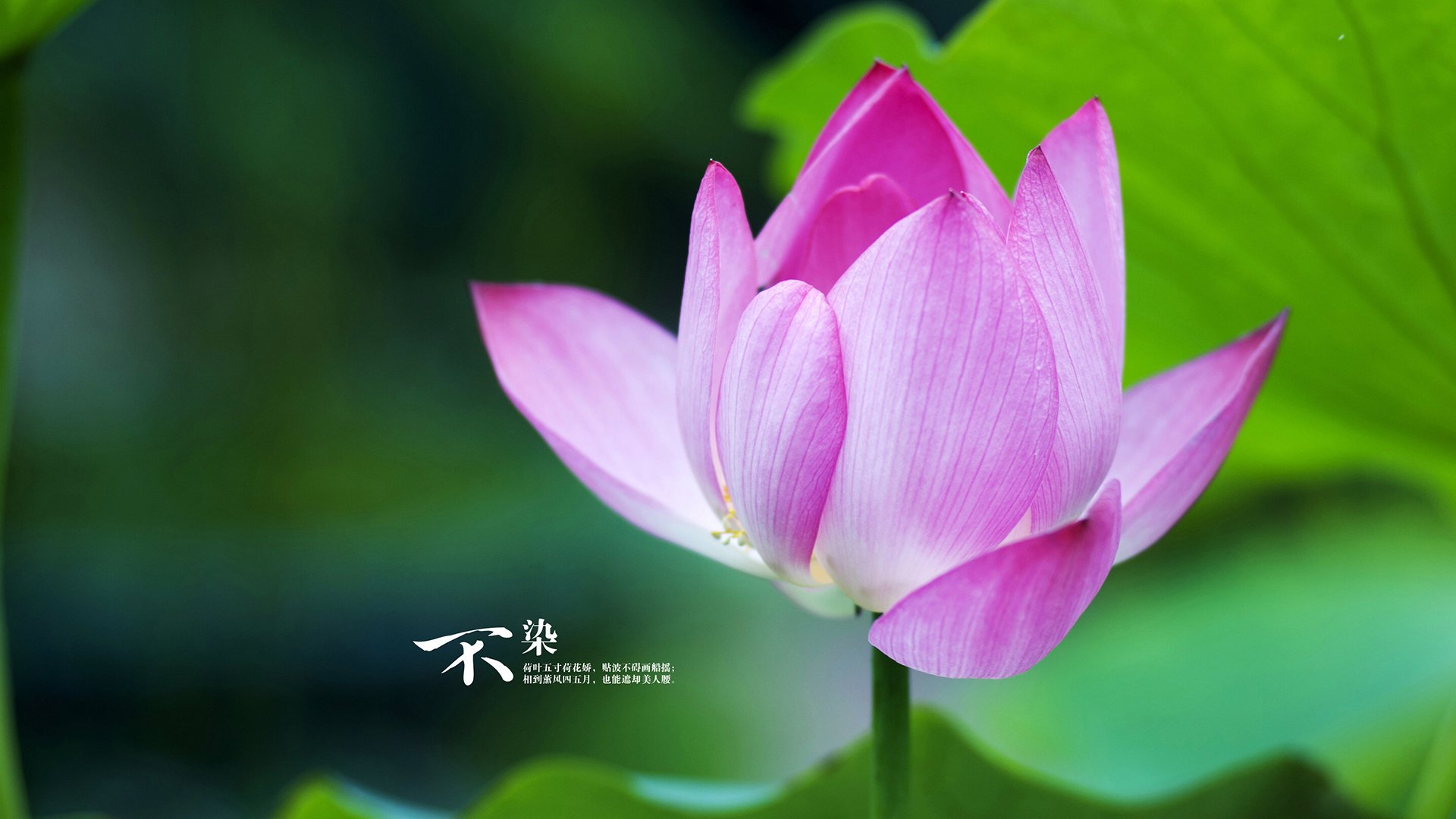 如果我就此终结?