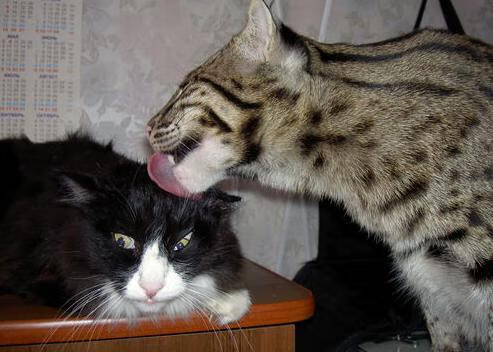 双城记，利物浦的钢铁血脉与久保建英的亚洲风暴