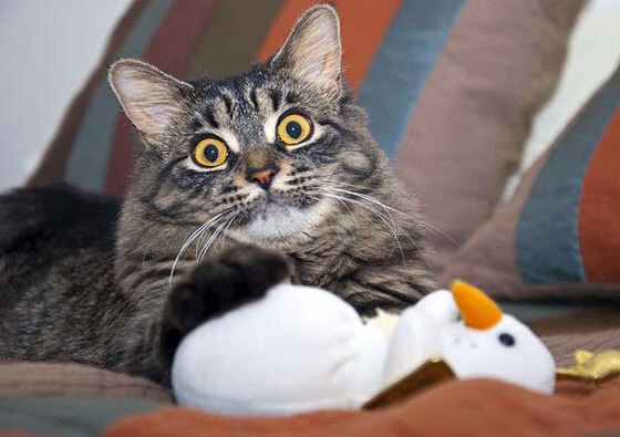 哈弗茨的头球折叠了时空,一场本不该存在的南美德比