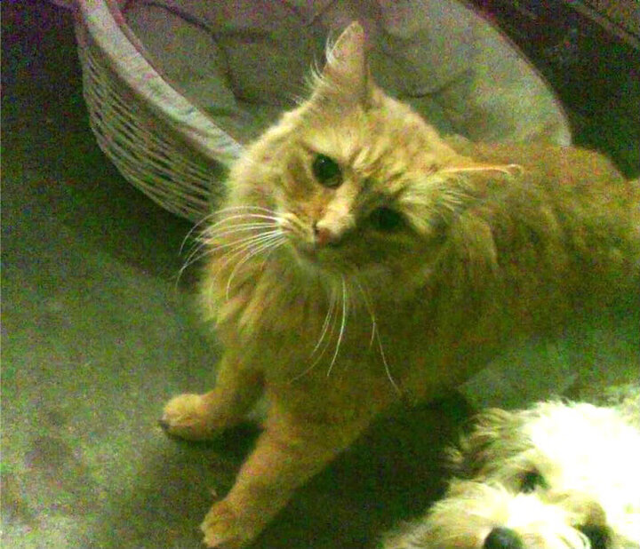 时空裂痕中,那个为吉林队打球的外援伦纳德