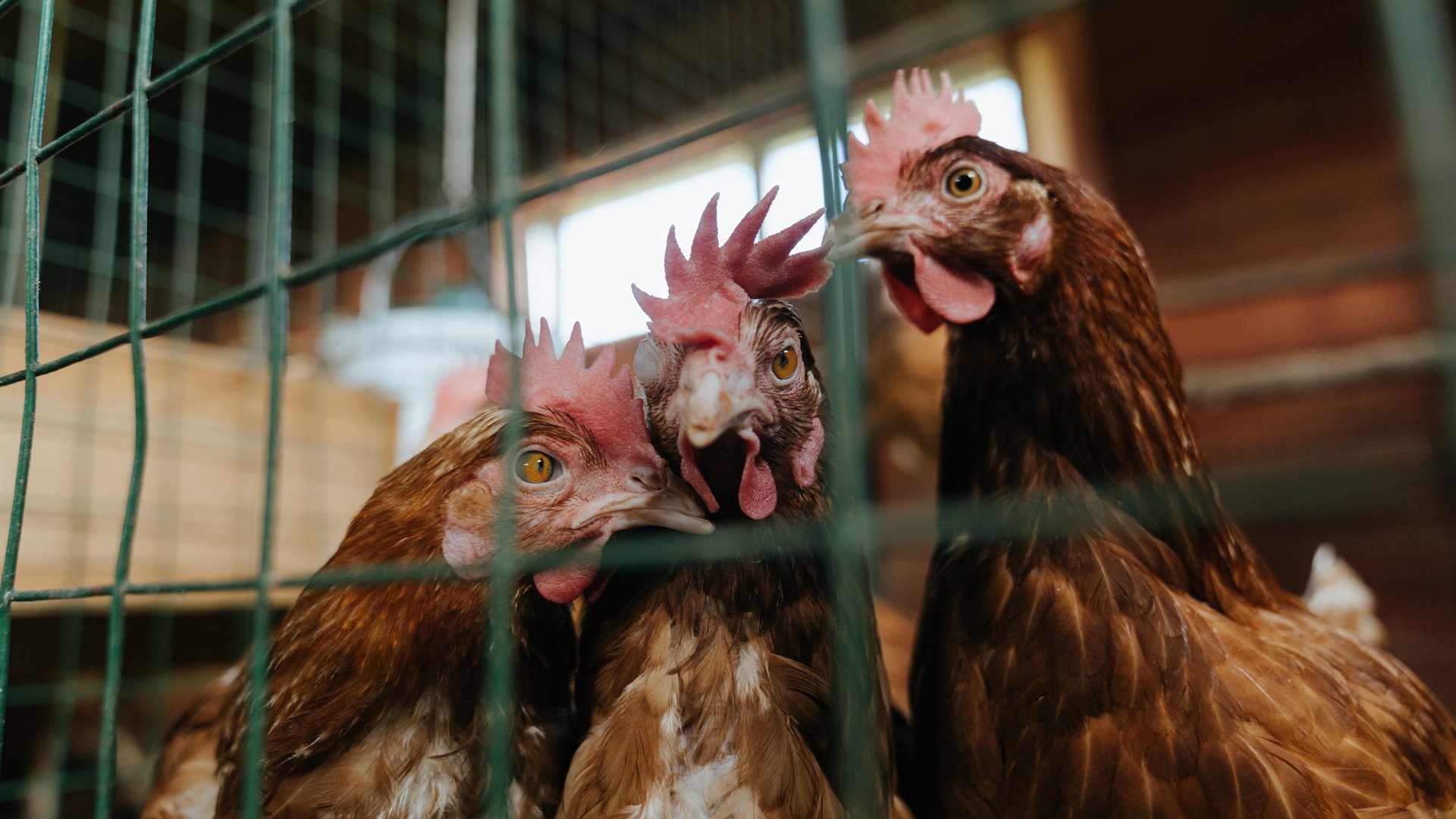 冷门风暴中的天使之翼，迪马利亚如何用一脚弧线写就唯一传奇