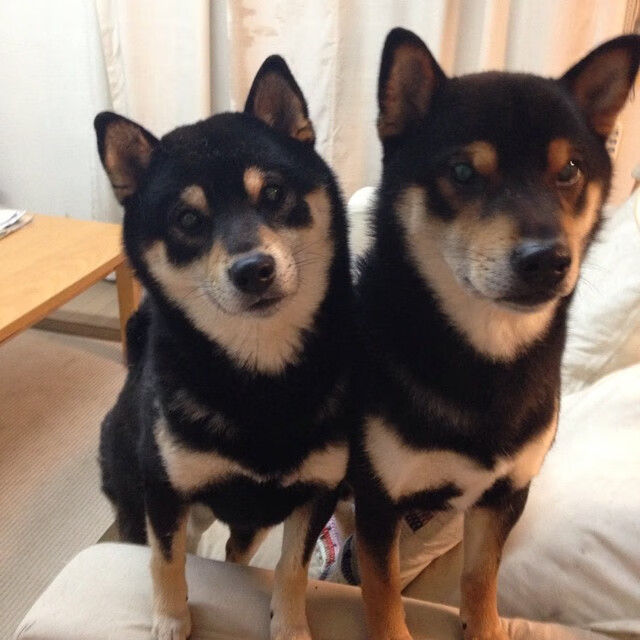 幻想与现实交织,当伊拉克在决赛中迎战马竞,久保建英的亚洲灯塔闪耀全场