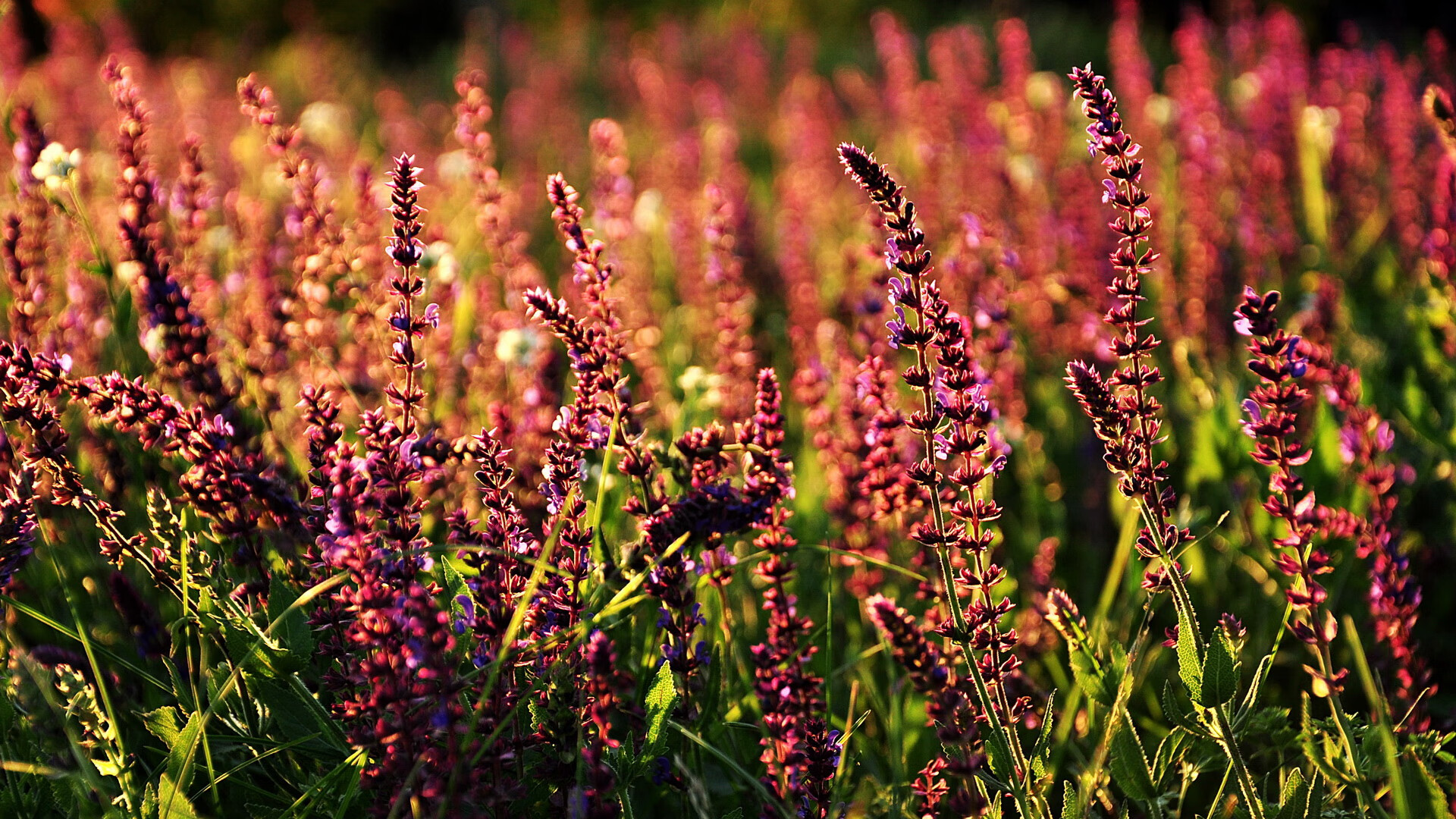 1.楚阿梅尼，欧冠暗夜中的唯一灯塔