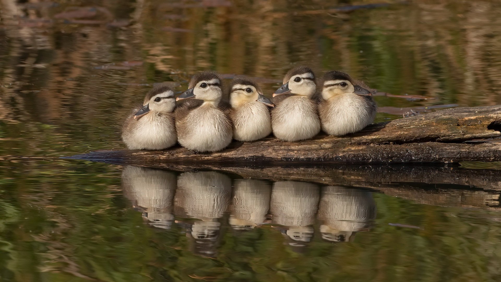 攻防一体神话成真！利拉德41+9+6诠释当代控卫终极形态