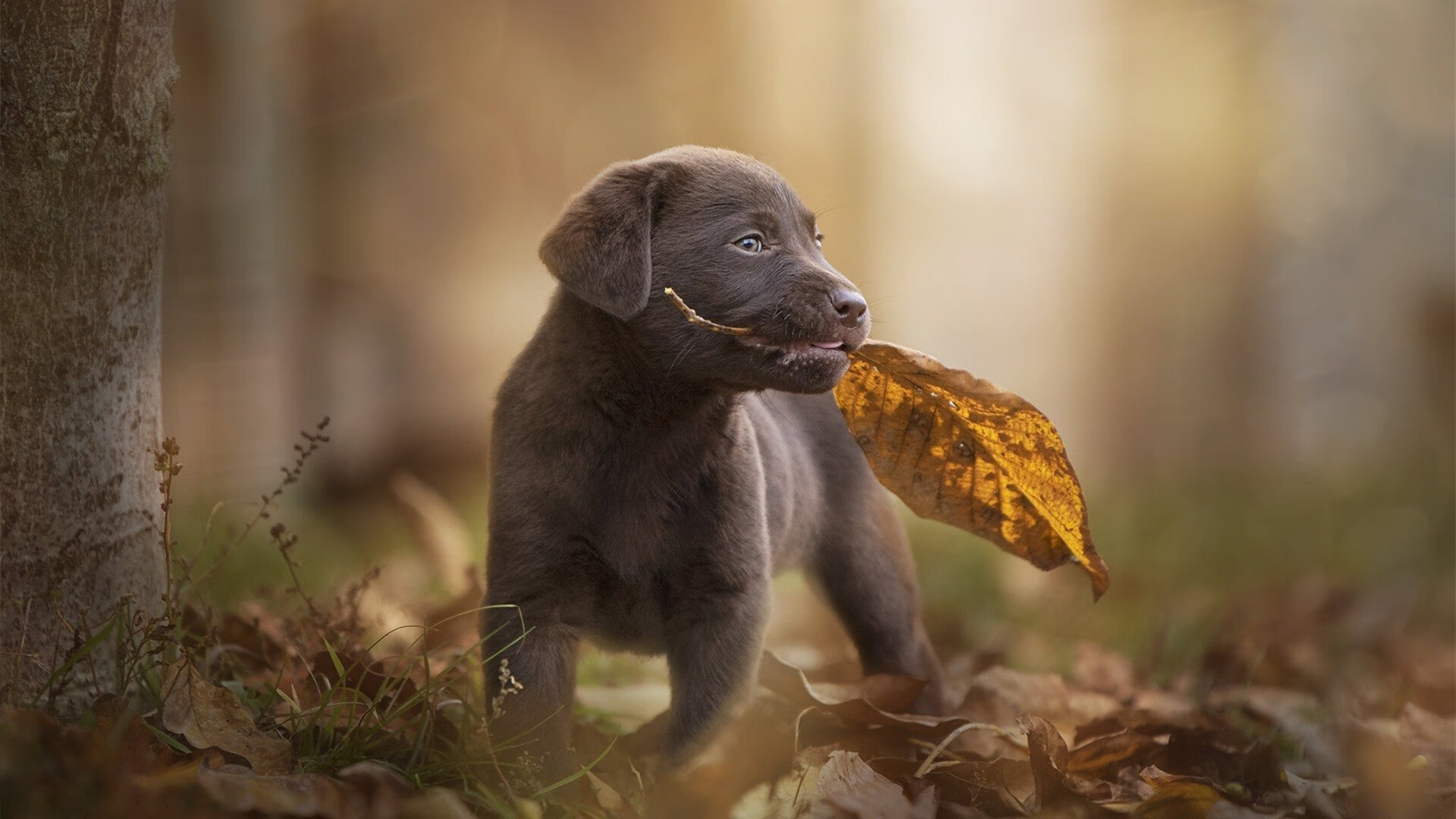 战术棋盘上的爵士法则,解析英超争冠焦点战中的制霸哲学