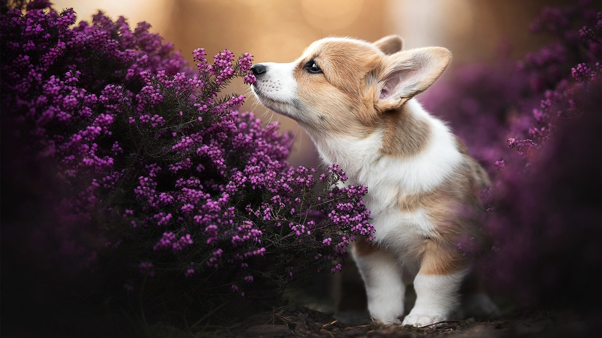 恩佐时刻,凌晨三点的贝多芬