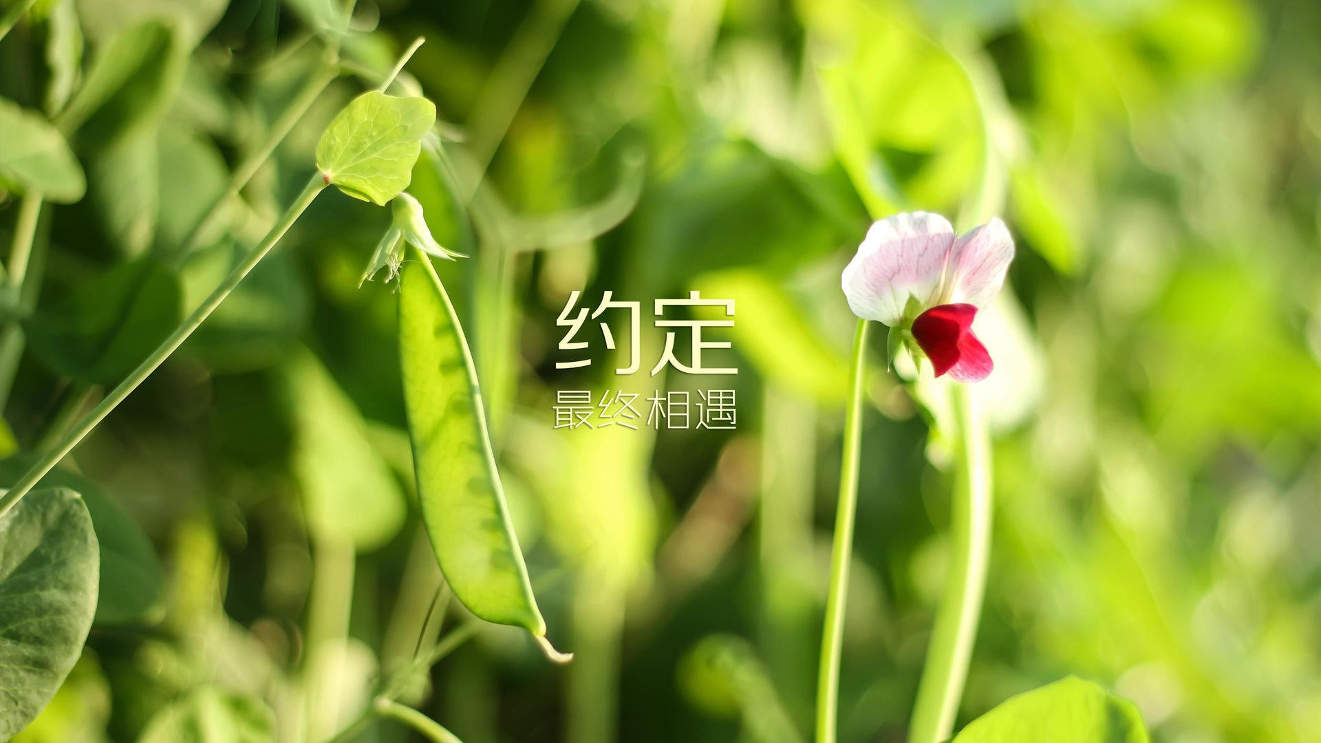 孤星与千焰,论孔德爆发与塞内加尔火力压制下的战术悖论